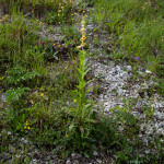 Digitalis grandiflora - Náprsník veľkokvetý IMG_1821