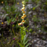 Digitalis grandiflora - Náprsník veľkokvetý IMG_1823