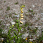 Digitalis grandiflora - Náprsník veľkokvetý IMG_1832