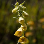 Digitalis grandiflora - Náprsník veľkokvetý IMG_3260