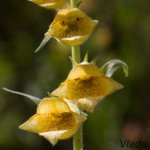 Digitalis grandiflora - Náprsník veľkokvetý IMG_3261