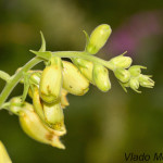 Digitalis grandiflora - Náprsník veľkokvetý IMG_8781