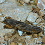 Gryllotalpa gryllotalpa - Medvedík obyčajný IMG_1662