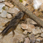 Gryllotalpa gryllotalpa - Medvedík obyčajný IMG_1663