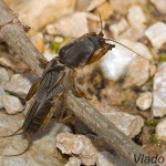 Gryllotalpa gryllotalpa - Medvedík obyčajný IMG_1664