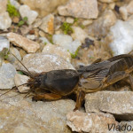 Gryllotalpa gryllotalpa - Medvedík obyčajný IMG_1666