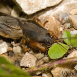 Gryllotalpa gryllotalpa - Medvedík obyčajný IMG_1673