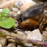 Gryllotalpa gryllotalpa - Medvedík obyčajný IMG_1680