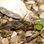 Gryllotalpidae