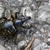 Hylobius abietis - Tvrdoň smrekový 225042