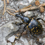 Hylobius abietis - Tvrdoň smrekový IMG_3537