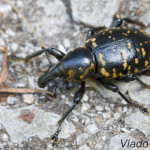 Hylobius abietis - Tvrdoň smrekový IMG_3546