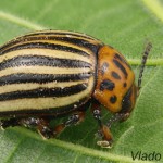 Chrysomelidae