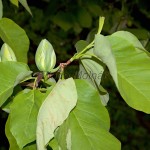 Magnolia acuminata L. - Magnólia končistolistá IMG_1098