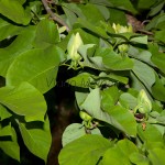 Magnolia acuminata L. - Magnólia končistolistá IMG_1099