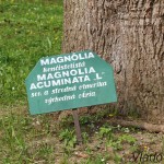 Magnolia acuminata L. - Magnólia končistolistá IMG_4682
