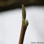 Magnolia acuminata L. - Magnólia končistolistá IMG_4683