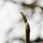 Magnolia acuminata L. - Magnólia končistolistá IMG_4684