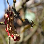 Magnolia acuminata L. - Magnólia končistolistá IMG_5668