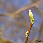 Magnolia acuminata L. - Magnólia končistolistá IMG_5975