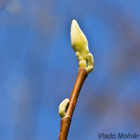 Magnolia acuminata L. - Magnólia končistolistá IMG_5976