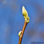 Magnoliaceae