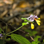 Melampyrum nemorosum - Čermeľ hájny IMG_9166