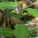 Melampyrum nemorosum - Čermeľ hájny IMG_9167