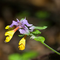 Melampyrum nemorosum - Čermeľ hájny IMG_9168