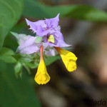 Melampyrum nemorosum - Čermeľ hájny IMG_9170