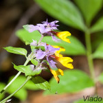 Melampyrum nemorosum - Čermeľ hájny IMG_9171