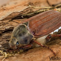 Melolontha melolontha - Chrúst obyčajný 080632