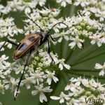 Pachyta quadrimaculata - Fúzač štvorškvrnný IMG_6018