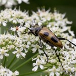 Pachyta quadrimaculata - Fúzač štvorškvrnný IMG_6023