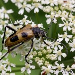 Pachyta quadrimaculata - Fúzač štvorškvrnný IMG_6026