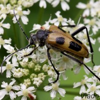 Pachyta quadrimaculata - Fúzač štvorškvrnný IMG_6027