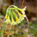 Primula elatior - Prvosienka vyššia IMG_0507