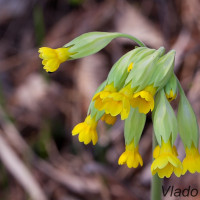 Primula elatior - Prvosienka vyššia IMG_1100