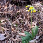 Primula elatior - Prvosienka vyššia IMG_1101