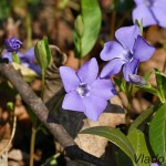 Vinca minor - Zimozeleň menšia IMG_2027