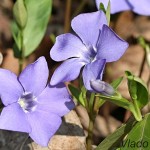 Vinca minor - Zimozeleň menšia IMG_2028