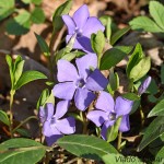 Vinca minor - Zimozeleň menšia IMG_2029