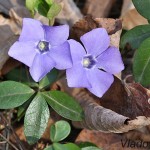 Vinca minor - Zimozeleň menšia IMG_2036