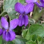 Viola sp. - Fialka 08-09-07