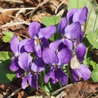 Viola sp. - Fialka 182643