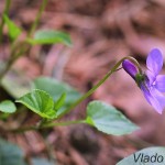 Viola sp. - Fialka IMG_4690