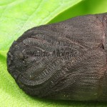 Endromis versicolora - Strakáč brezový 17-38-28