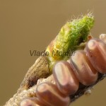 Endromis versicolora - Strakáč brezový 18-52-46