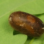 Eriogaster rimicola - Priadkovec cerový /kokón/ 18-27-53