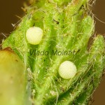 Eupsilia transversa - Mora bielobodková 18-58-45